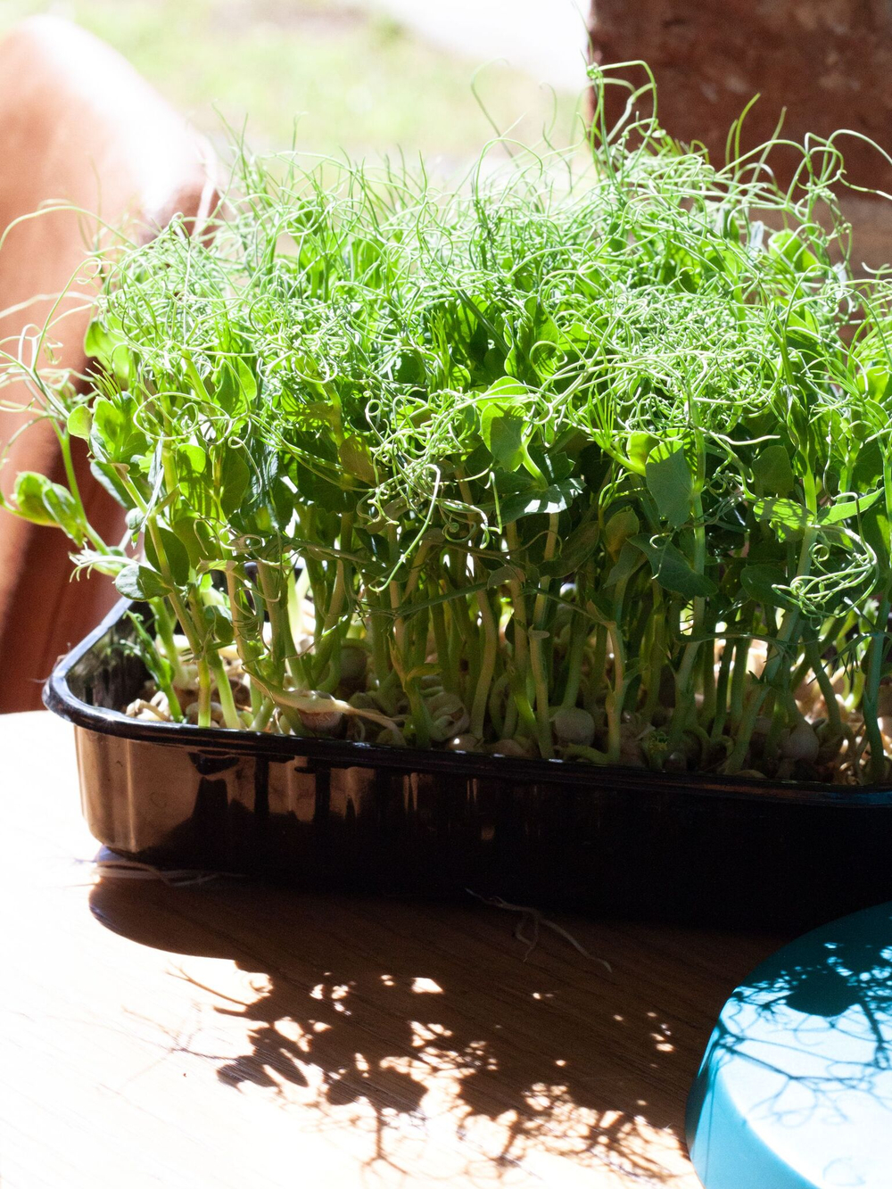 Свежая микрозелень гороха / 5 боксов / суперфуд