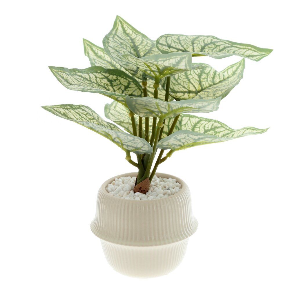 GAEM Цветочная композиция "Каладиум", L20 W20 H21 см