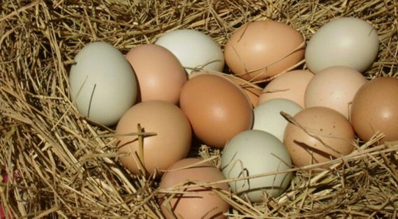 Kənd yumurtası \  Деревенское яйцо \ Village egg (10 ədəd)