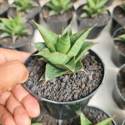 Сансевиерия HYBRID 3(C)