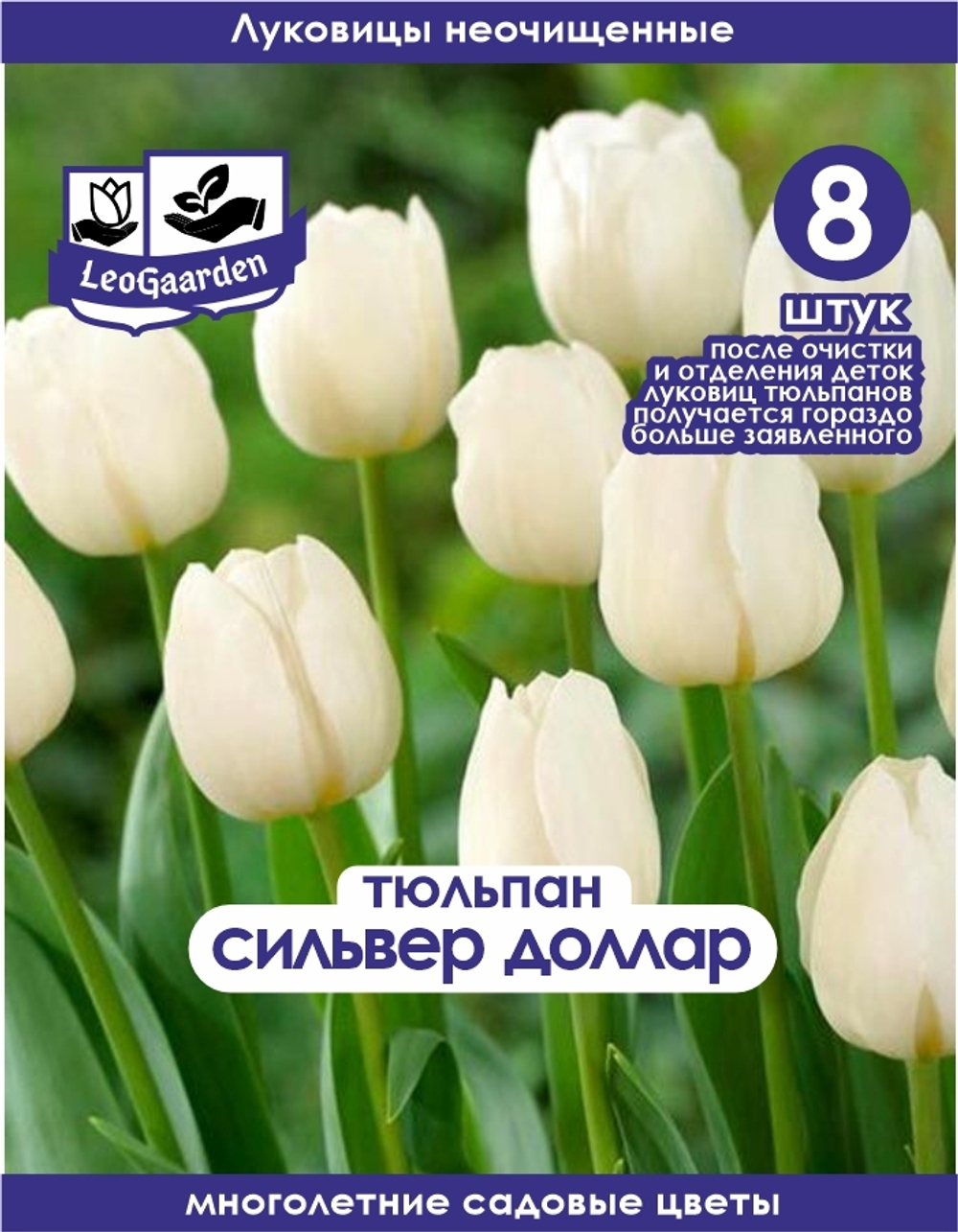 Тюльпан Луковица, Сильвер Доллар, 8+шт