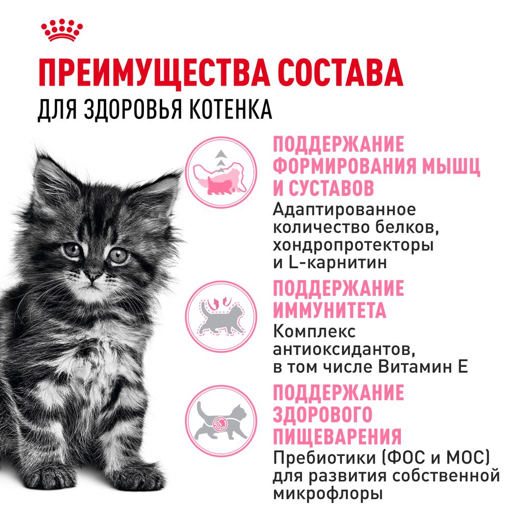 Сухой корм Royal Canin Maine Coon Kitten для котят породы Мэйн Кун