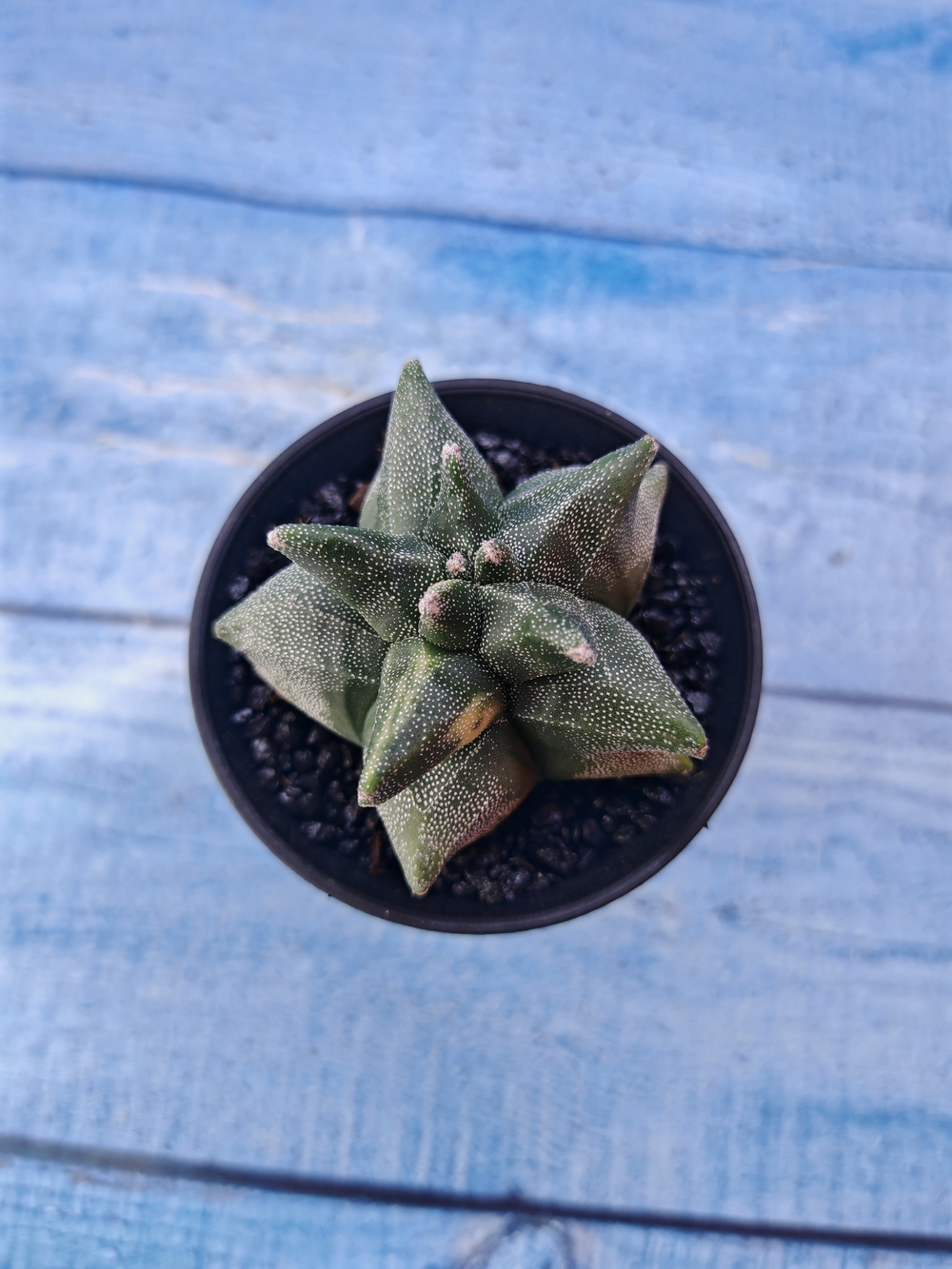 Astrophytum Myriostigma monstrosa (Астрофитум)