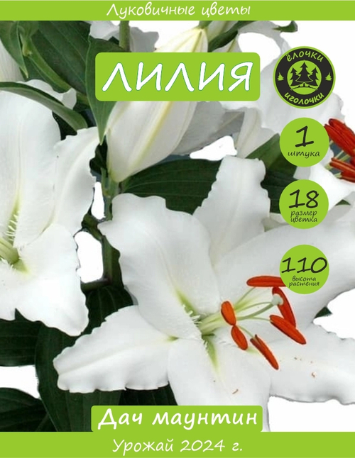 Лилия Луковица, Дач маунтин, 1 шт