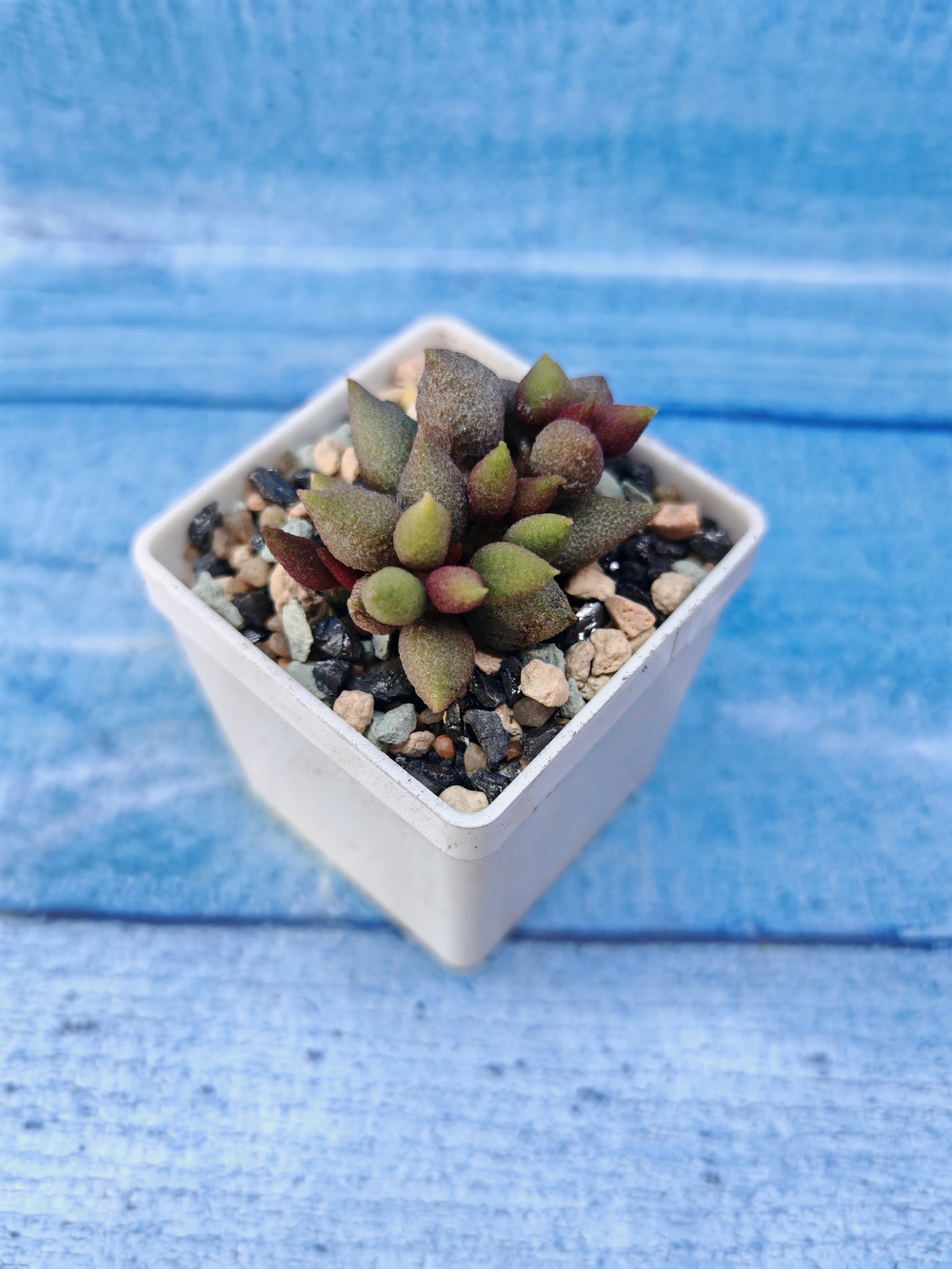 Adromischus Marianae Aubergine (Адромискус)