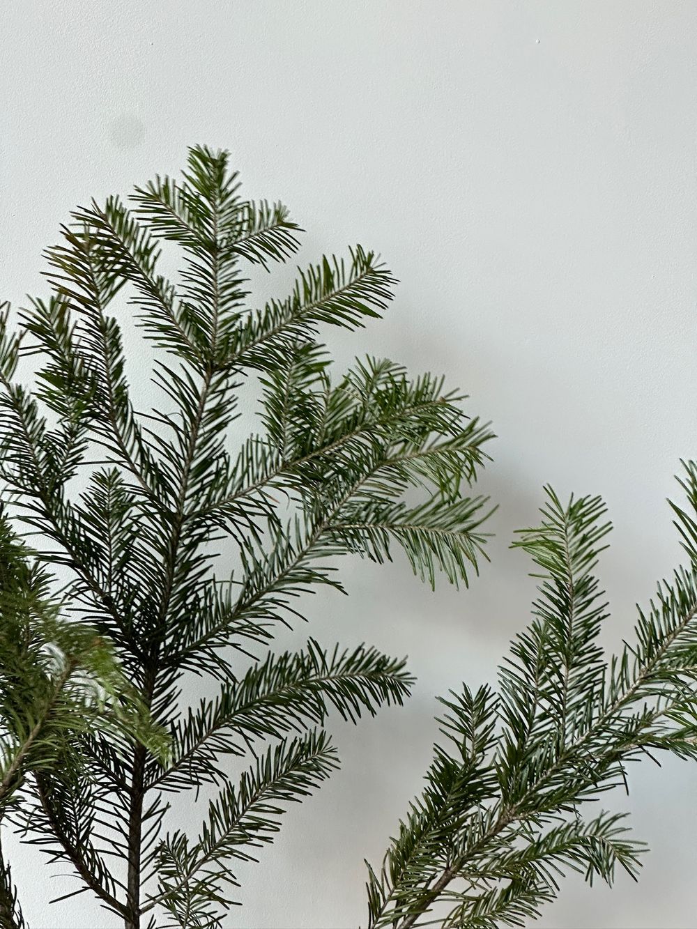 Ветка хвои - ПИХТА