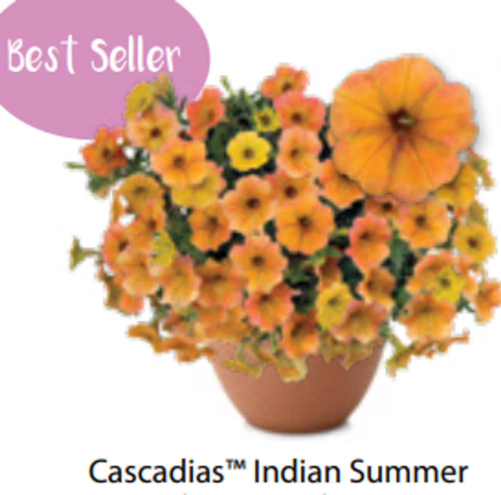 Петуния Cascadias Indian Summer ОКС укорененные черенки 1-10 марта