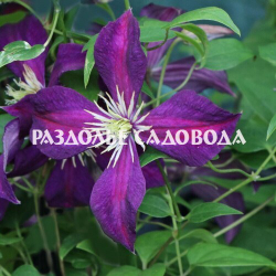 Клематис Микелит