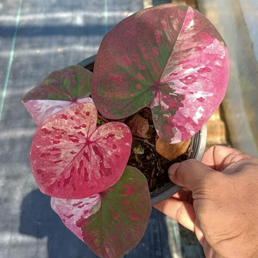 Каладиум PHETCHABUN