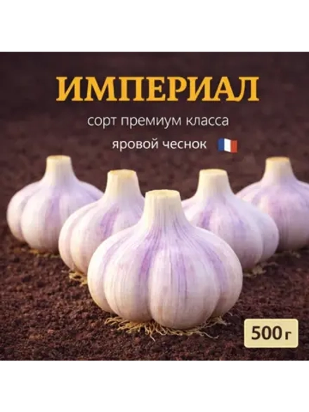 Чеснок яровой Империал (Франция)