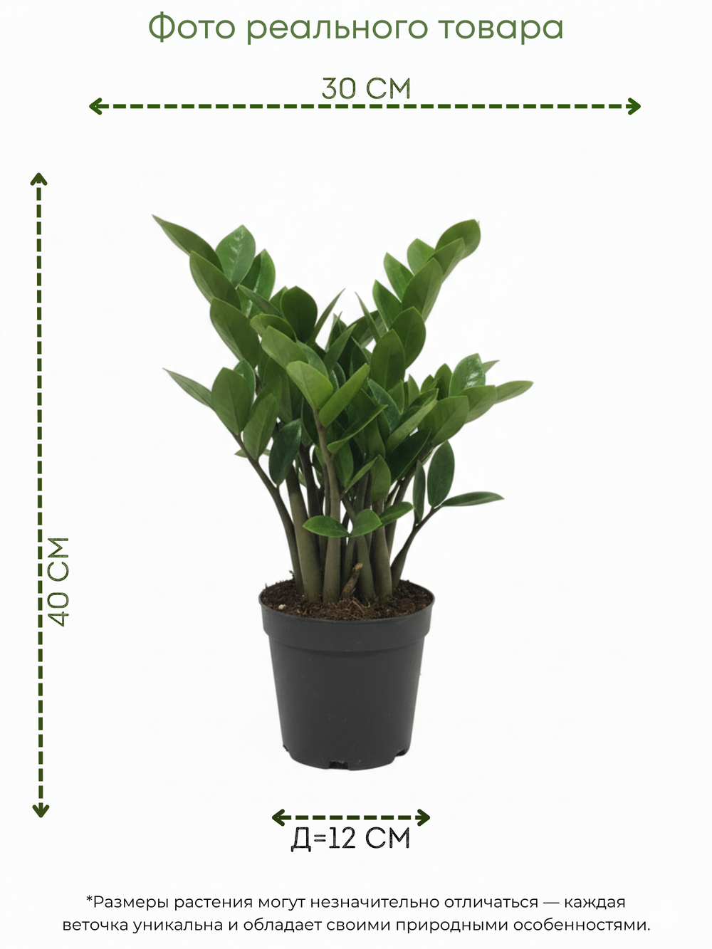 Замиокулькас Round Leaf д. 12