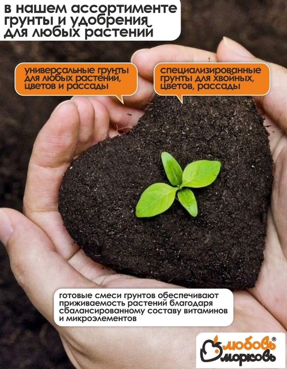 Саженец, Спирея, Японская