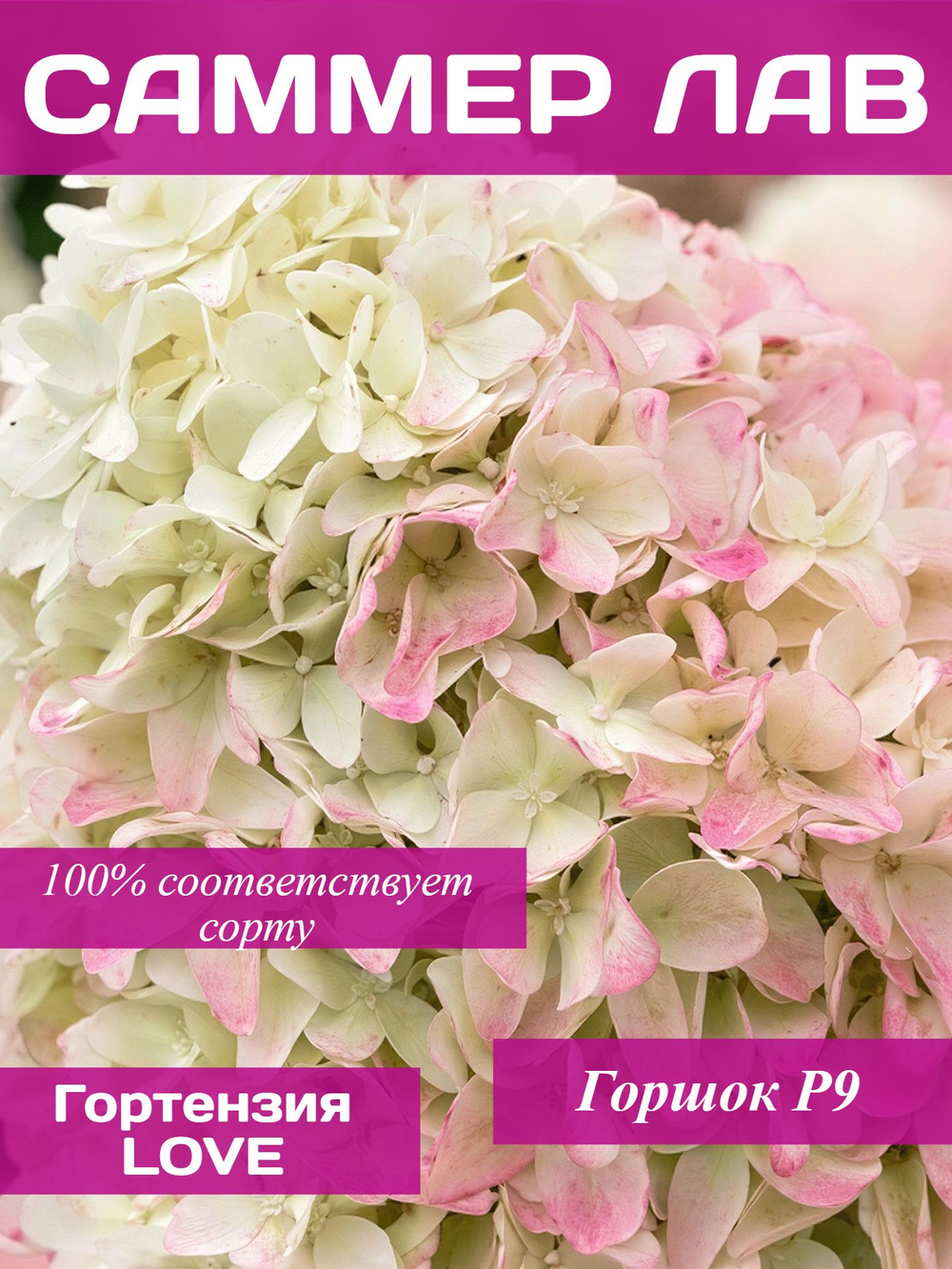 Саммер Лав гортензия метельчатая