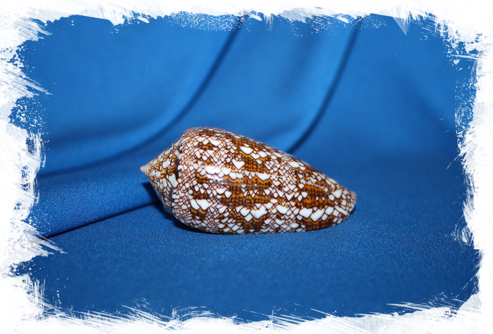 Конус текстиле (Conus textile)