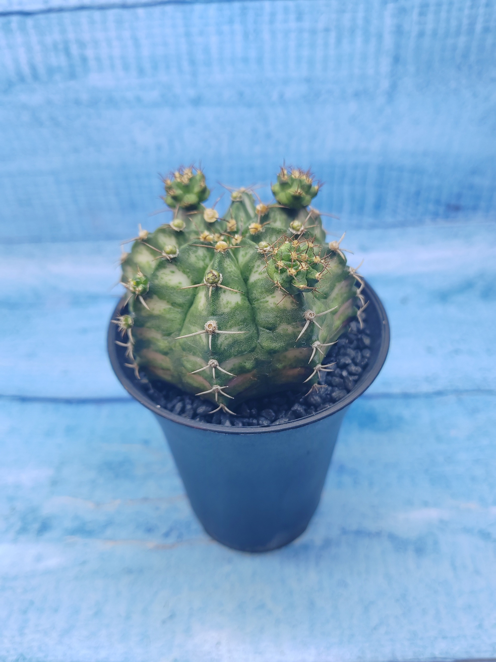 Gymnocalycium T-Rex Pink hybride (Гимнокалициум T-rex)