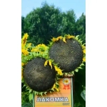 Семена Подсолнечник Лакомка (УД) Е/П