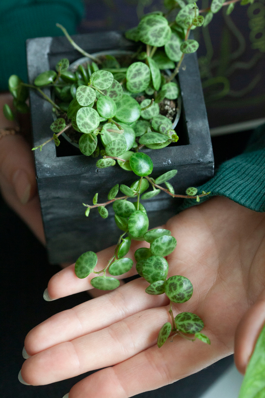 Пеперомия Прострата