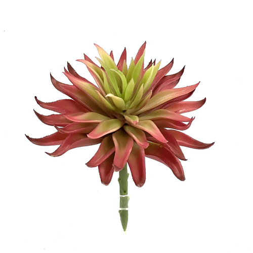 Суккулент 101 красный