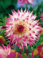 Георгин кактусовидный Хейли Джейн