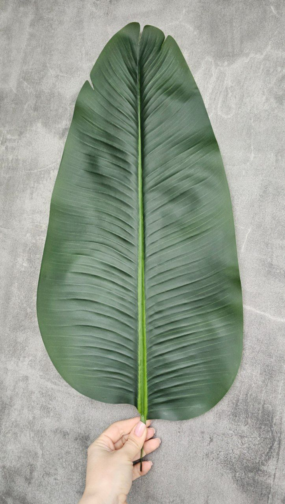 Стрелиция 180 см без кашпо / Арт 3082