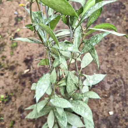 Хойя LACUNOSA WHITE PEARL