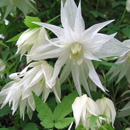 Клематис Атрагене Albina Plena