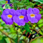 Тунбергия прямостоячая – Thunbergia erecta