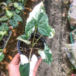 Сингониум PODOPHYLLUM VARIEGATED