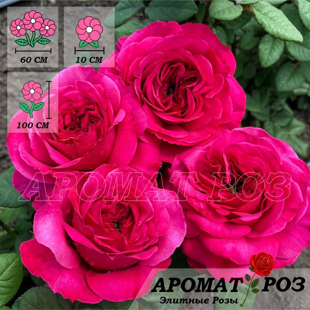 Принцесса Киши (Princess Kishi)