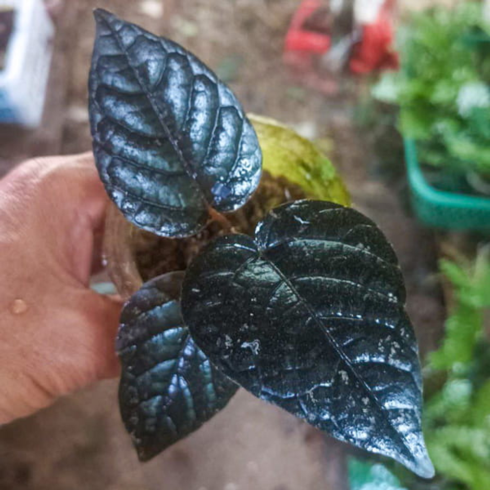 Перец 04 Багровая Луна