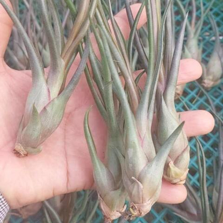 Тилландсия Durrell (limbata x bulbosa) M