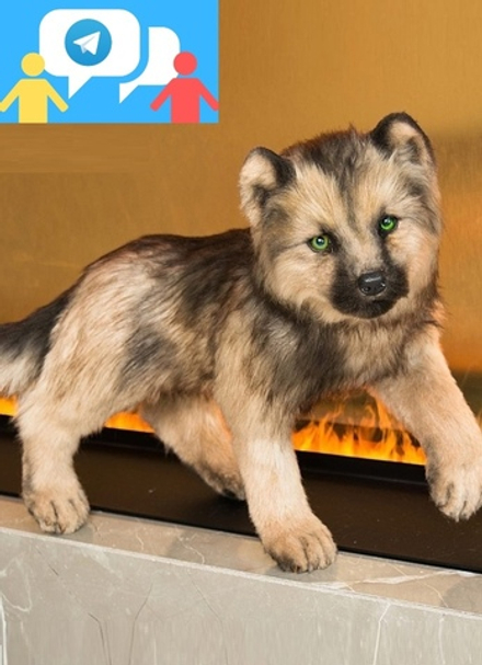 Набop "Волчонок" с поддержкой куратора (чат 2 месяца)