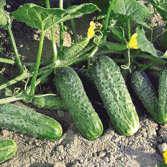 ЖОЭЛИНА F1 семена огурца Nunhems купить – фото 2