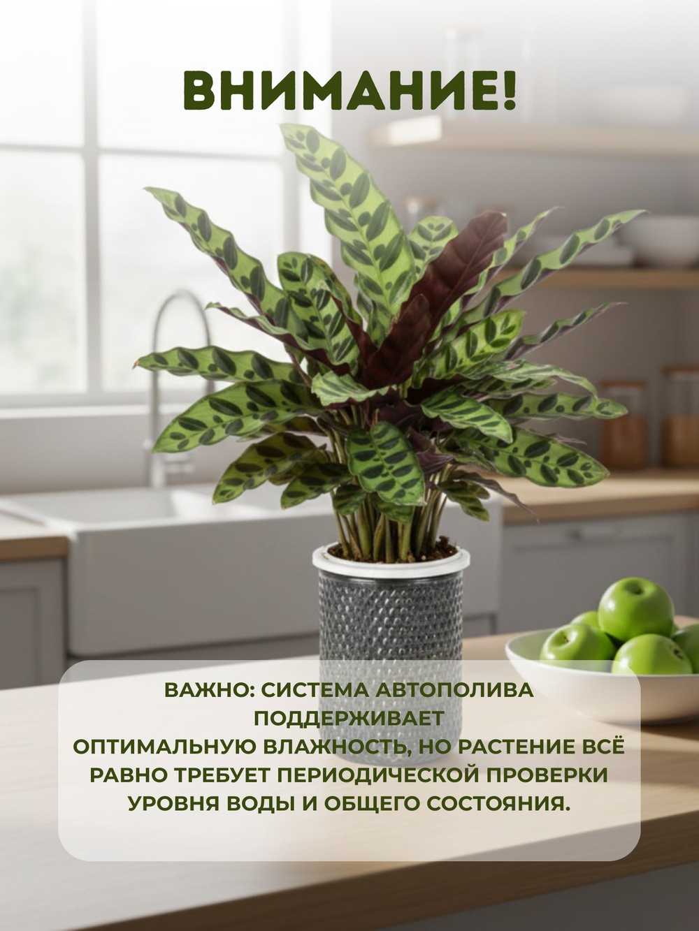 Калатея Leopard Pattern д.11, горшок с автополивом