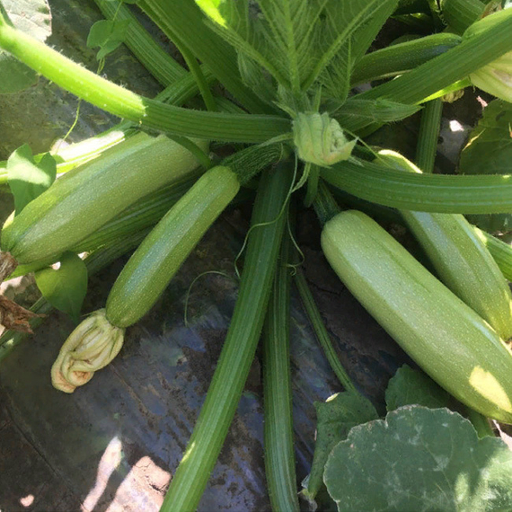 Ардендо 174 F1 семена кабачка (Enza Zaden / Энза Заден) культура – фото 4