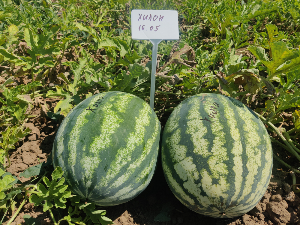 Хилон F1 семена арбуза ( Yuksel Tohum / )