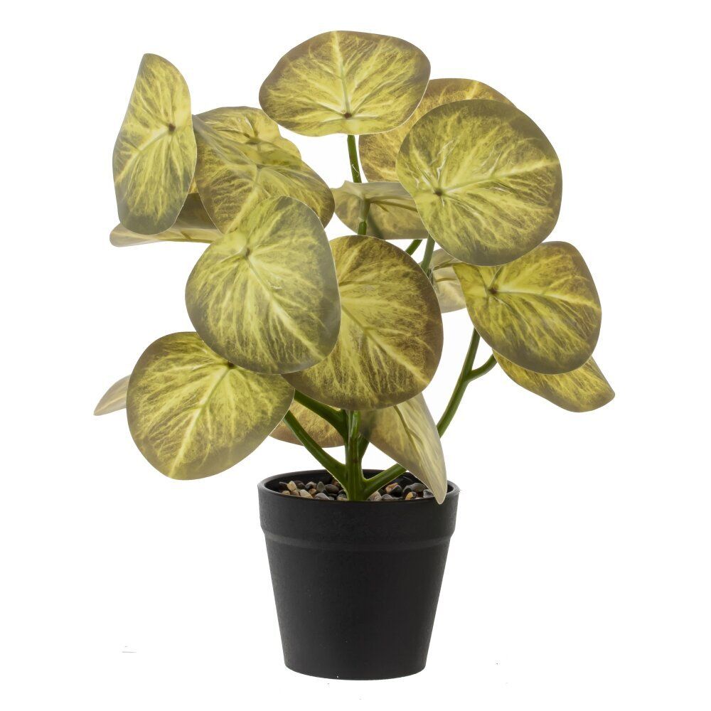 GAEM Цветочная композиция, L25 W25 H30 см, 5в.