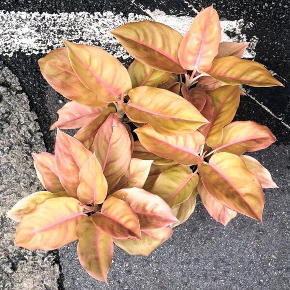 Аглаонема PANCAWATI