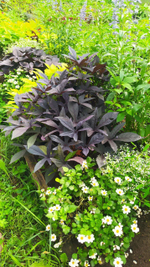 И4 Ипомея Ipo Black Tone