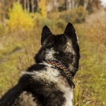 Облегченный ошейник серии "Этно" (25 мм)