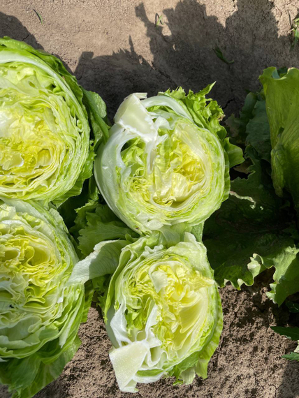 ДЖАСПЕРИНАС семена салата Rijk Zwaan отзывы – фото 7