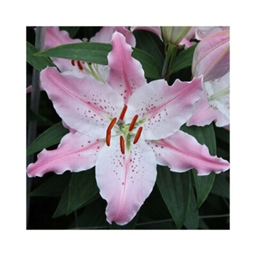 Лилия Виртуозо