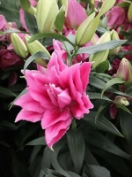 Лилия Эзра (махровая серия «Роузлили»)