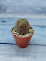 Euphoria Obesa (Эуфорбия)