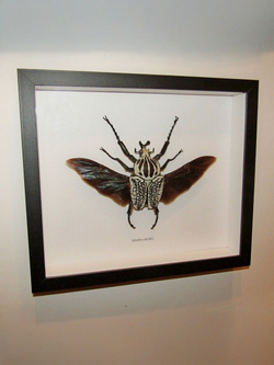 Жук Goliathus orientalis 90 мм в рамке