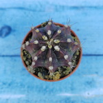 Gymnocalycium Friedrichii (Гимнокалициум)