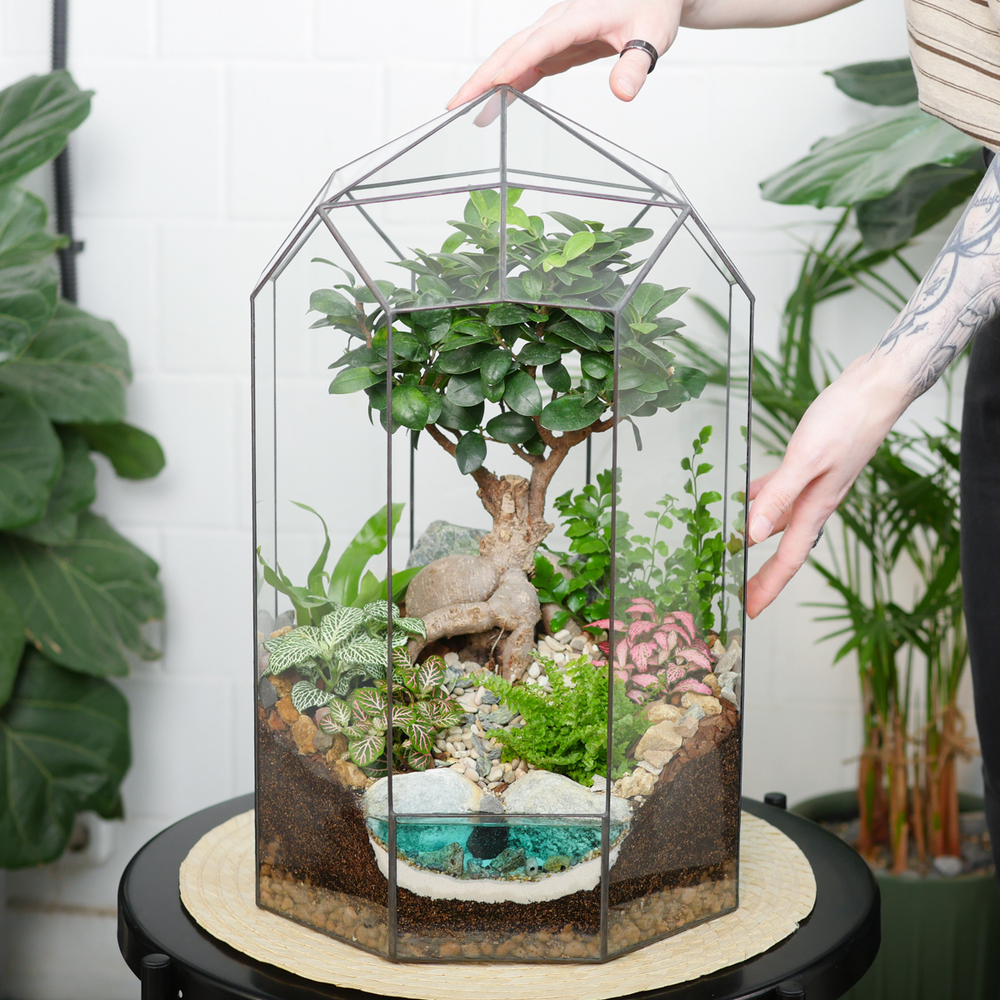 Готовый флорариум бонсай Фикус гинсенг Ботанический сад XL 45см с озером