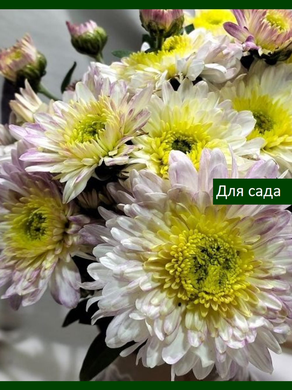 Зимостойкая хризантема "Ирэн" /сентябрь/ЗКС/
