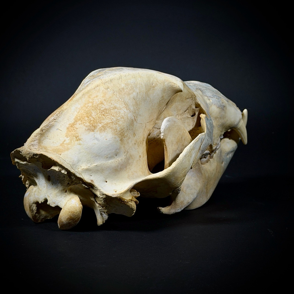 Череп медведя