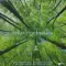 Various - Relaxing Classic - LP